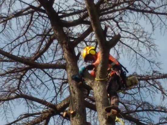 В Иванове продолжается спил деревьев, несущих угрозу пешеходам и домам