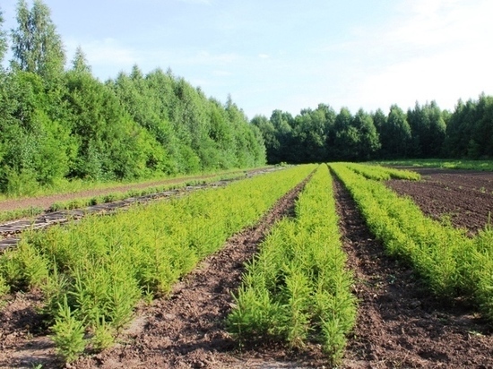В Чувашbb высадили более 2,2 млн сеянцев для восстановления лесов