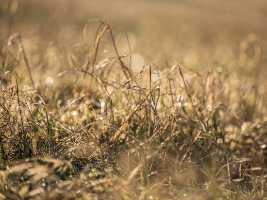 В Костромской области сельхозпредприятия несут ущерб из-за засухи