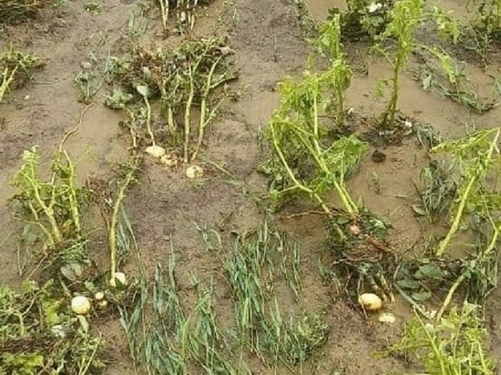 Ливень с градом уничтожил урожай в забайкальском селе