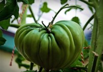 Названы 3 простых способа ускорить дозревание зеленых помидоров в домашних условиях
