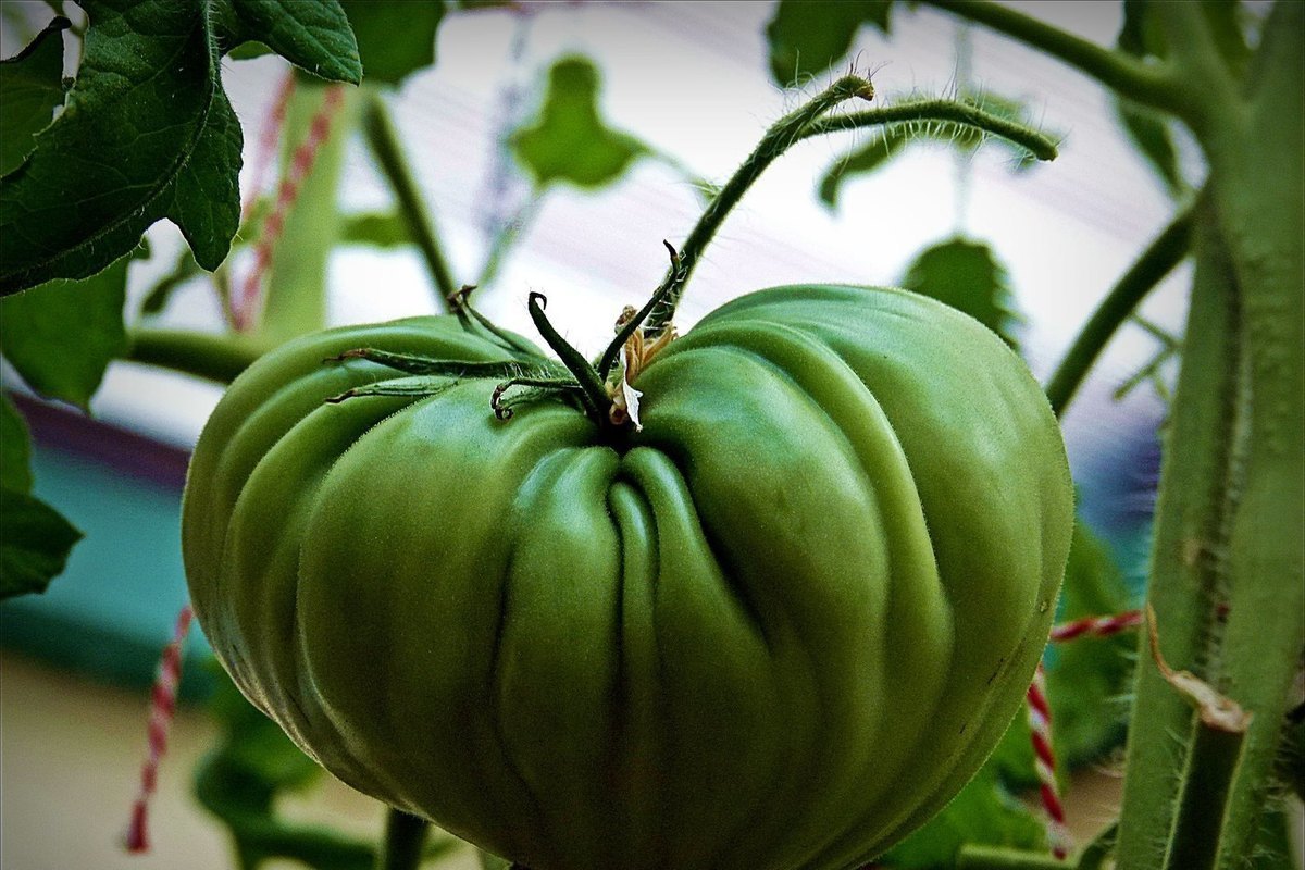 Названы 3 простых способа ускорить дозревание зеленых помидоров в домашнихусловиях - МК