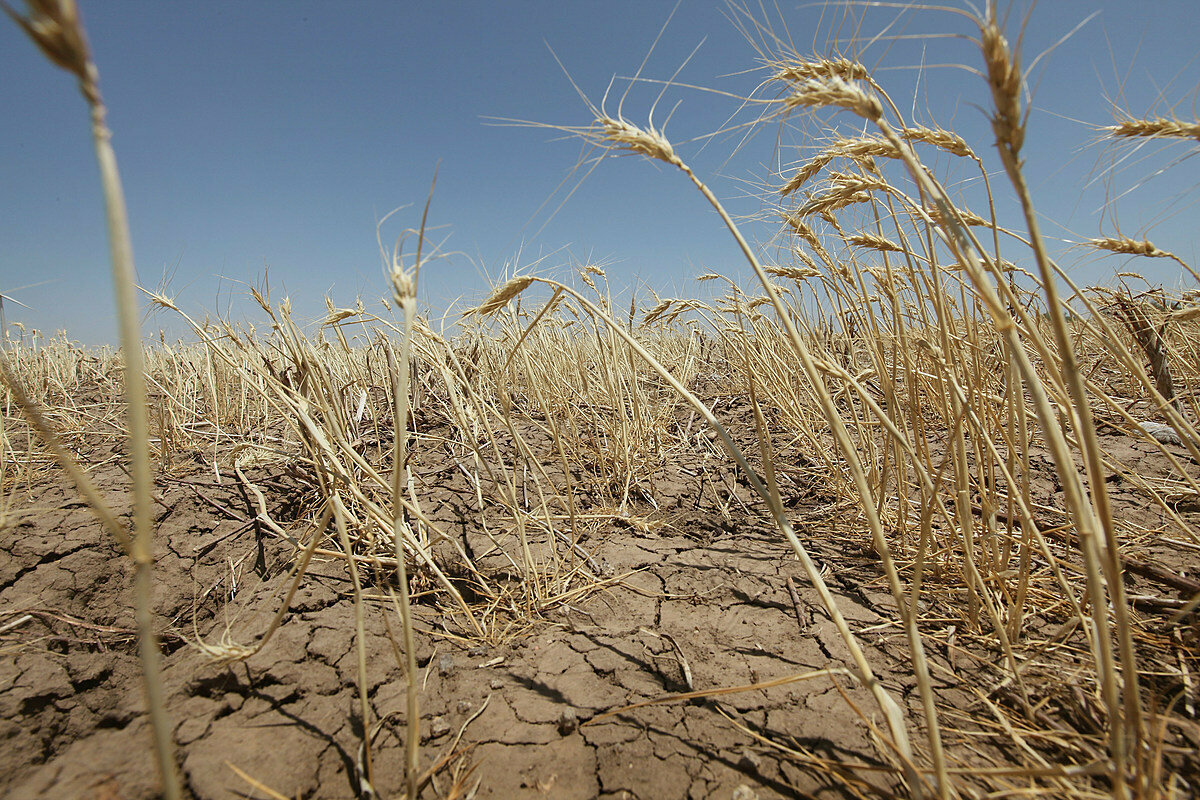 Засуха заставляет администрацию Костромской области думать о мерах поддержки сельхозпредприятий