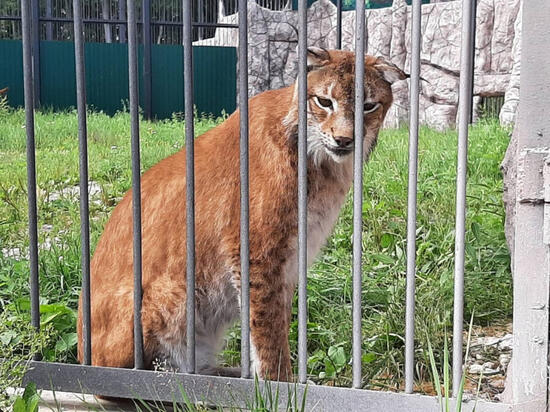 Зооцентр «Питон» в Комсомольске-на-Амуре получит дополнительный земельный участок