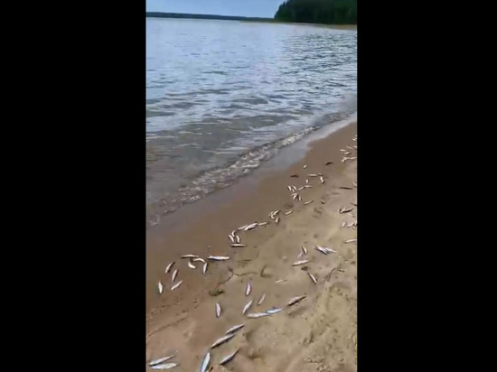  Мертвая ряпушка застилает берег озера в Карелии