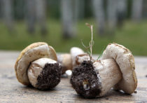 В этом году наступление грибного сезона в Подмосковье затягивается из-за сложных погодных условий
