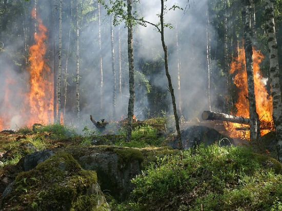 Дым от лесных пожаров в других регионах добрался до Ноябрьска