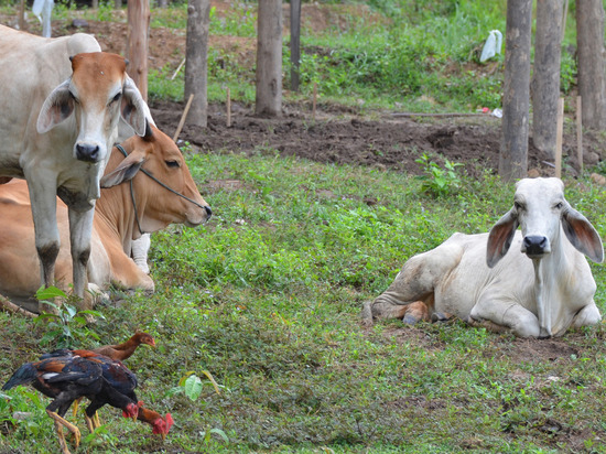 Боровчичанка через суд запретила соседу разводить «кричащих» куриц, коров и коз
