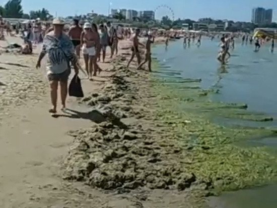 Туристы пожаловались на воняющие из-за гниющих водорослей пляжи в Анапе