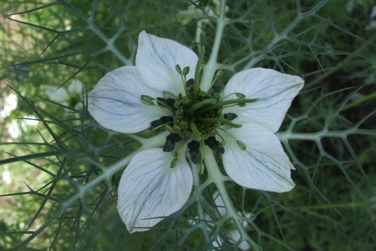 Nigella Sativa (Чернушка посевная)