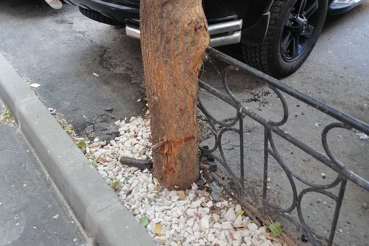 Портят деревья. Корень дерева разрушил тротуар. Испорченные деревья на улицах Перми. Соль на тротуарах гибель деревьев.