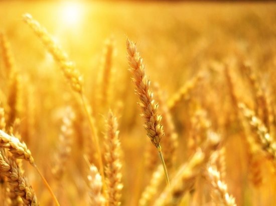 Белгородская область лидирует среди регионов ЦФО по урожайности пшеницы