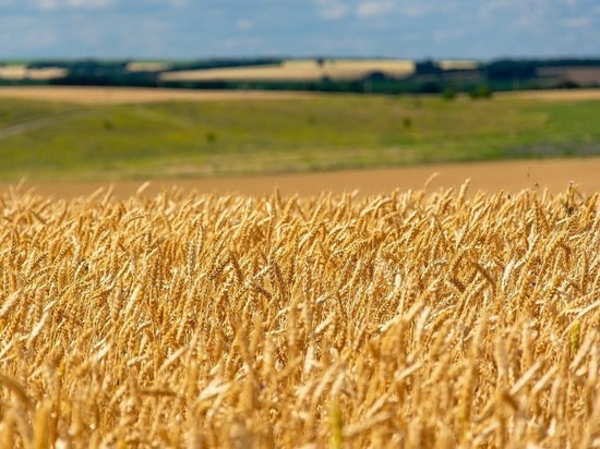 В Курской области в 2021 году сгорели 37 гектаров зерновых культур