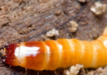 Черви-личинки повреждают ваш газон и овощные культуры, питаясь корнями