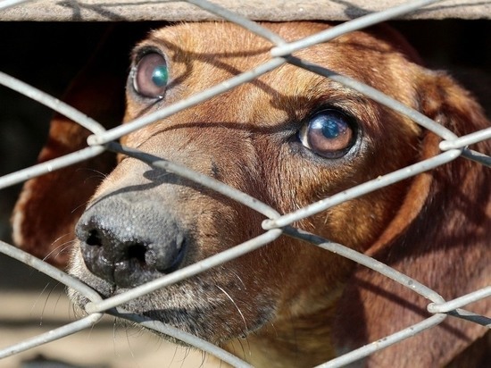 Суд обязал создать службу по отлову бродячих собак в Кыринском районе