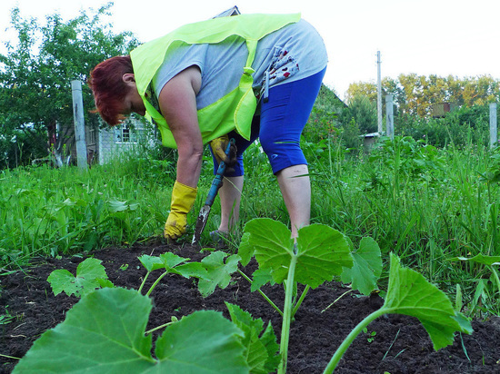 Такой способ ухода за огородом обеспечивает плодородность почвы