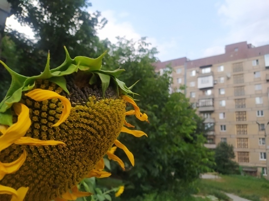 В центре Донецка цветут и плодоносят подсолнухи: ФОТОФАКТ