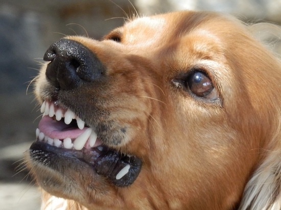 В Смоленске агрессивный пес без поводка набросился на женщину с собакой