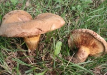 Самый вредный и опасный гриб, который растет в новосибирских лесах - это свинушка