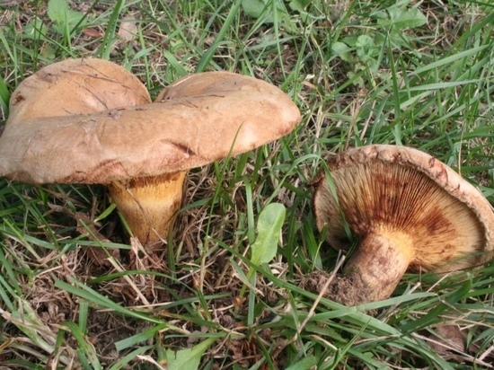 Эксперт рассказала о самых вредных и опасных грибах в Новосибирской области