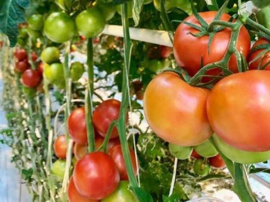 Производство томатов в Тюменском районе прирастёт на 9 тысяч тонн в год