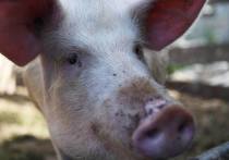 Сельчане разместили пост в соцсети о массовом сбросе в пойменное озеро Дона 40 туш свиней