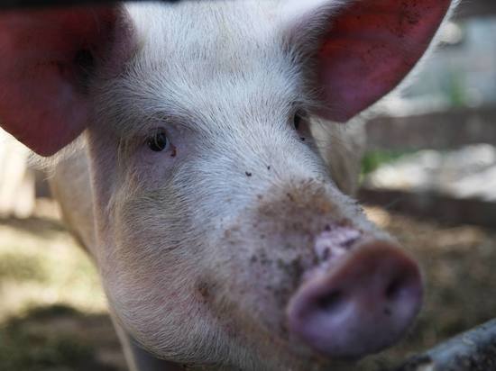 В озеро Волгоградской области сбросили трупы свиней