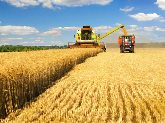 330 тысяч тонн зерна прогнозируют собрать в Смоленской области