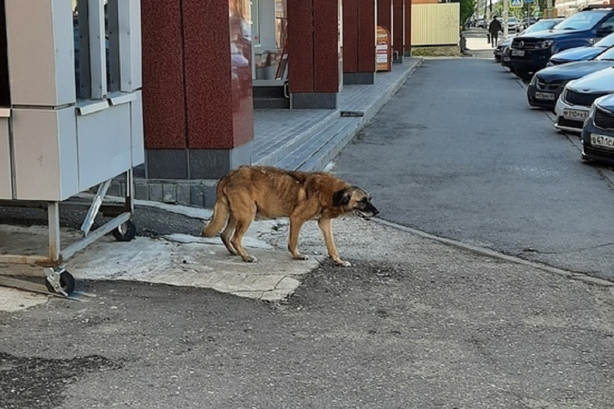 Собака ходит назад. Собаки в Вышнем Волочке. Городская собака. Найденные собаки Вышнем Волочке породистые.