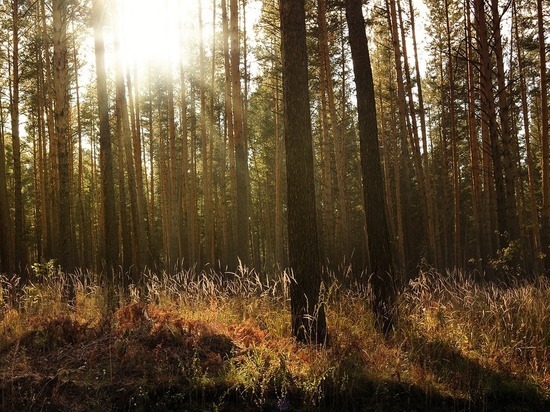 Австрийская Die Presse назвала лес главным сокровищем России