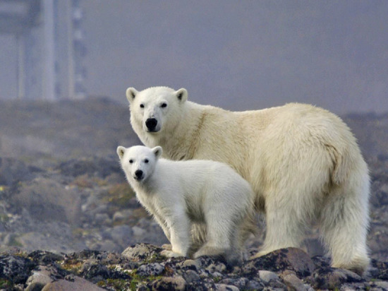 Обездвижат и наденут спутниковые ошейники: специалисты готовятся перевезти терроризирующих тундровиков белых медведей на острова Ямала
