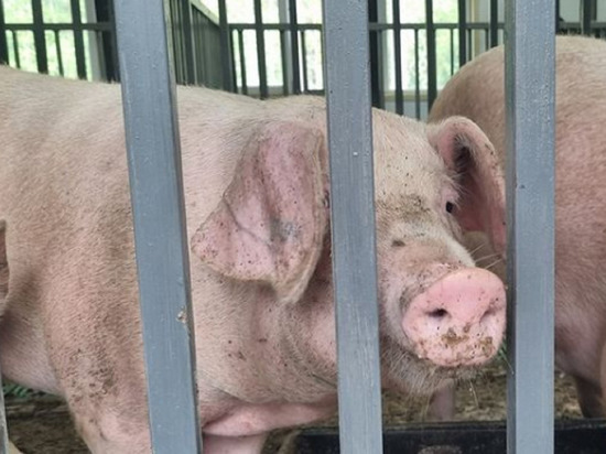 Завез 15 свиней: хозяйство после пожара восстанавливает фермер из Шурышкарского района