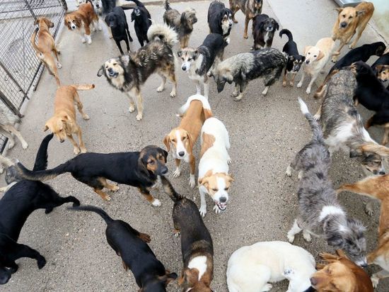 Следователи проверят информацию о стае агрессивных собак на улицах Великого Новгорода