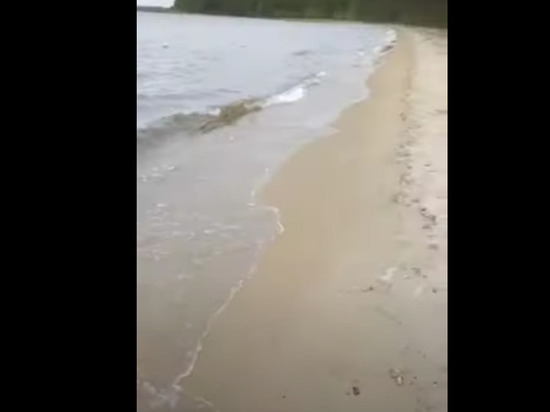 Специалисты не обнаружили мертвую ряпушку на озере в Карелии