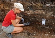 Троицкие раскопки в Великом Новгороде подарили археологам 1140-ю берестяную грамоту