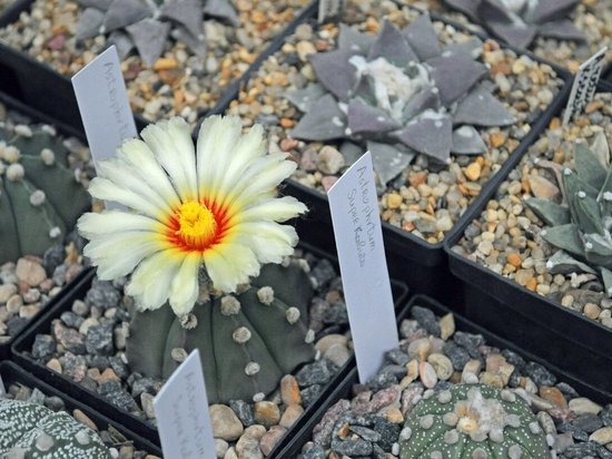 Выставка декоративных цветов открылась в ботаническом саду Томска