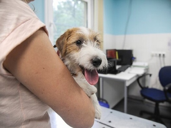 Долгожданный рентген-кабинет осенью заработает в центре ветеринарии Ноябрьска