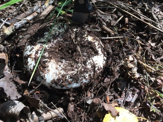«Как граблями прошлись»: новосибирцы пожаловались на разоряющих грибницы любителей тихой охоты
