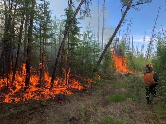 Глава Якутии поручил вырубить леса вокруг поселков, чтобы избежать пожаров