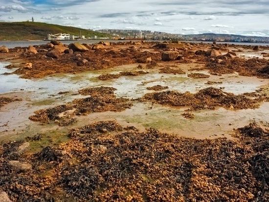 Бактерии и грибы очистят побережье Баренцева моря и Кольского залива от нефтепродуктов
