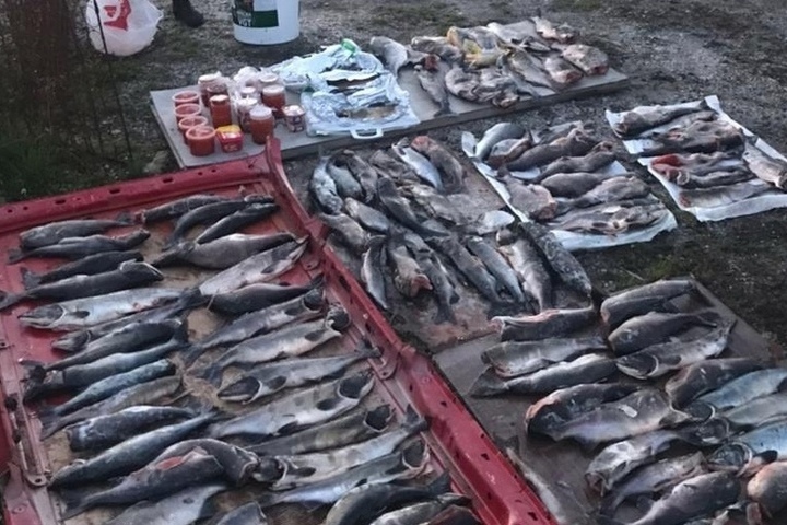 Актуальная информация о рыбных рынках в Карелии