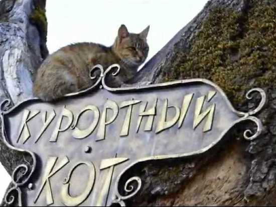 Власти курортного Железноводска объявили о переселении котов