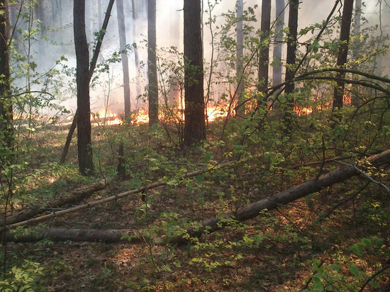 В Пензенской области за выходные потушили несколько лесных пожаров