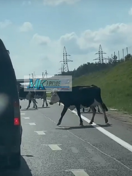 В Ярославской области коровы вышли наперерез трассе
