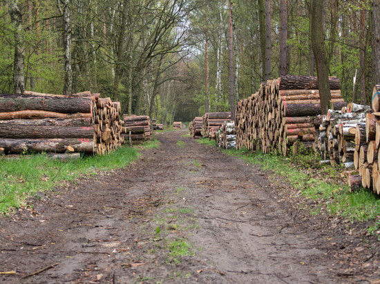 В Томской области прокуратура обнаружила незаконную вырубку столетних деревьев