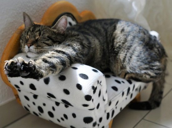 В Новосибирске кот ободрал мебель на 500 тысяч рублей и довел хозяина до суда