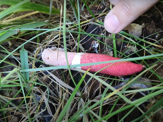 На Урале нашли «жуткие» красные грибы неприличной формы