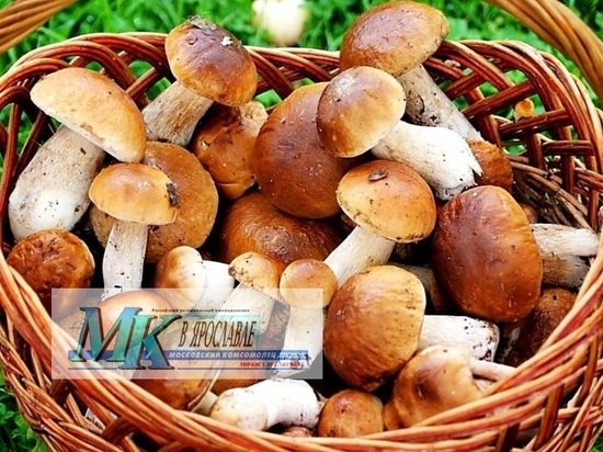 В Ярославской области начался сезон грибов