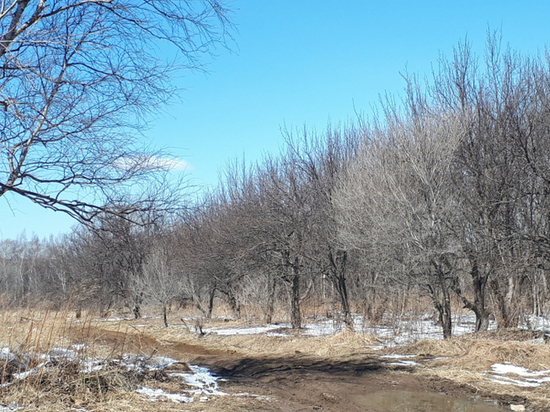 У природных парков в Хабаровске появились охранные зоны