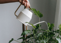 Для комнатных растений хороший уход практически всегда связан с тем, насколько правильно их поливают